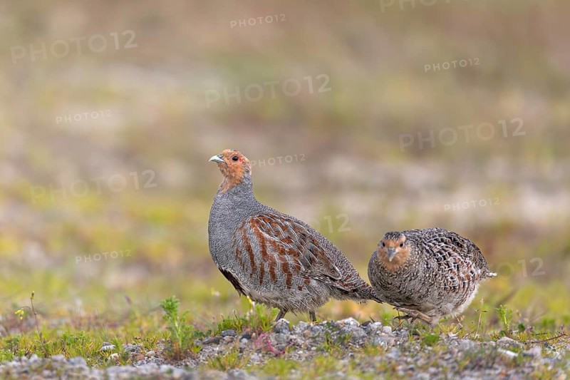 While the grey partridge (Perdix perdix) cock often stops and watches, the hen can devote herself to foraging in peace, Denmark