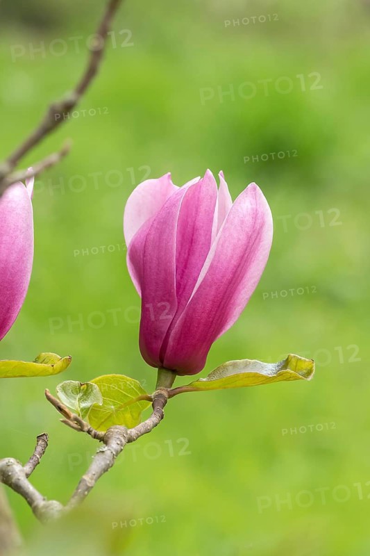 Magnolia (Magnolia 'Amethyst Flame'), Arboretum calf, Germany