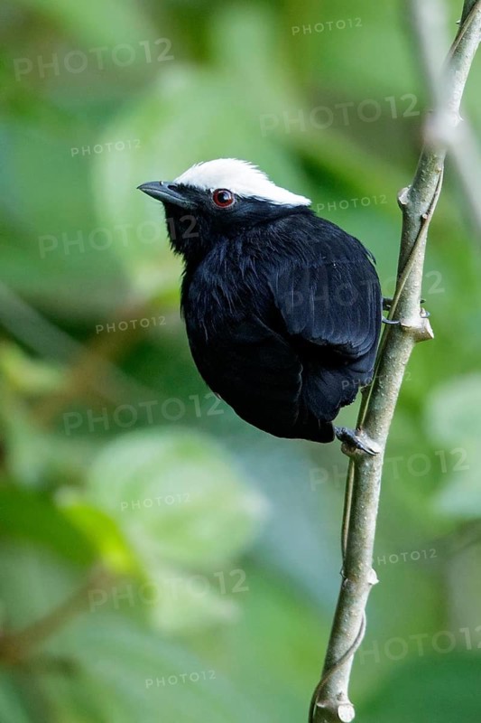 White-crowned Manakin (Dixiphia pipra) perched on a branch in the rainforest of Guyana