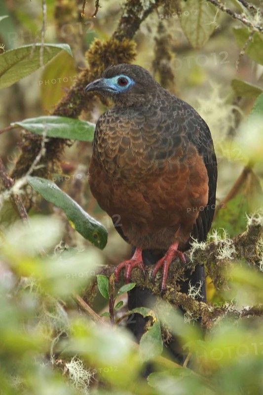 Sickle-winged Guan (Chamaepetes goudotii) perched on a branch in Bolivia, South America