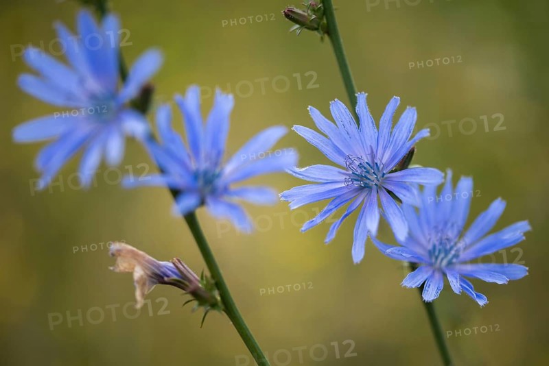 Asteraceae, cichorium intybus, common chicory, common chicory, daisy, chicory, flora, plants, plants