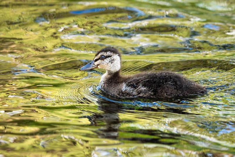 Ducklings in Lake Alexandrina. Canterbury, South Island, New Zealand