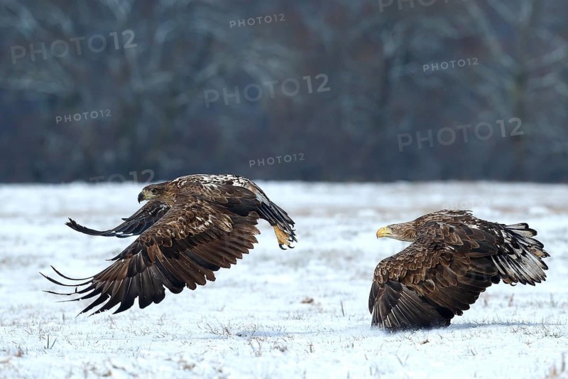 White-tailed Eagle (Haliaeetus albicilla) juveniles flying, Poland