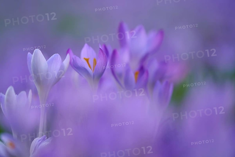 Soft purple crocuses in beautiful bokeh. Spring spirit floating in the air, spring, Bavaria, Germany
