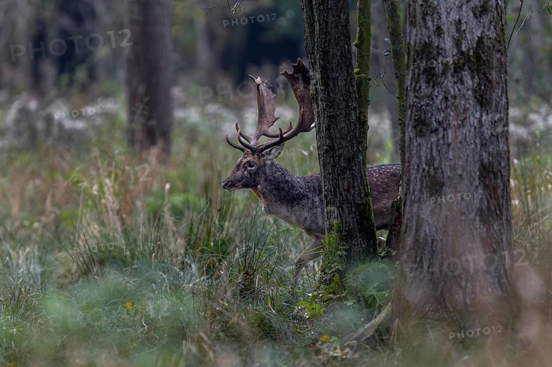 A fallow deer (Dama dama) moves across the rutting ground, rut, mating season, deer rut, autumn, October, Germany