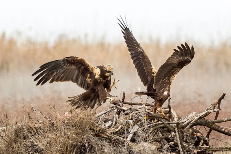 Western Marsh Harrier (Circus aeruginosus) female quarreling, Castile-La Mancha, Spain