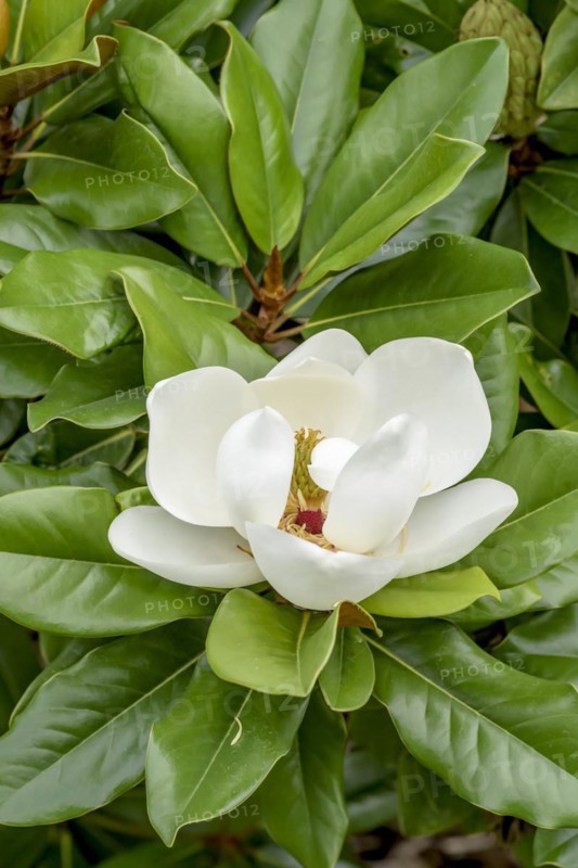 Evergreen magnolia (Magnolia grandiflora 'Baby Grand'), GEVES, Brion, France