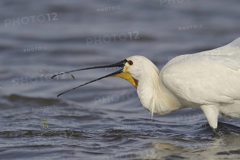 Eurasian Spoonbill (Platalea leucorodia), Austria
