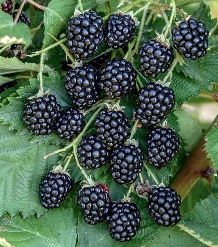 Arkansas blackberry (Rubus fruticosus 'Navaho'),  Germany