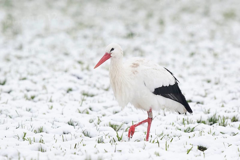 White Stork (Ciconia ciconia) foraging in snow, North Rhine-Westphalia, Germany