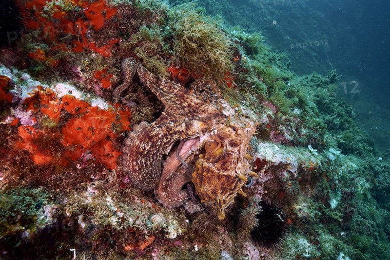 An octopus, Common cuttlefish (Octopus vulgaris), is hidden in an underwater landscape on a rock wall covered with red sea sponges, dive site Cap de Creus Marine Reserve, Rosas, Costa Brava, Spain, Mediterranean Sea