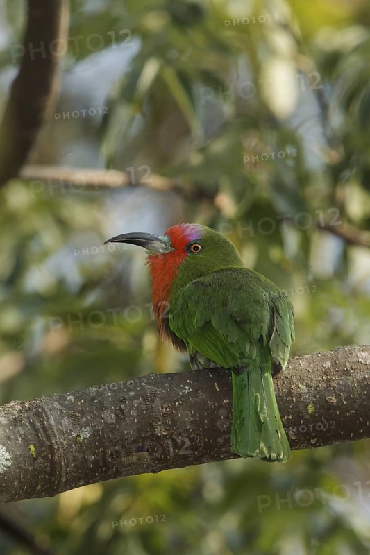 Red-bearded Bee-eater (Nyctyornis amictus), Kaeng Krachan, Thailand