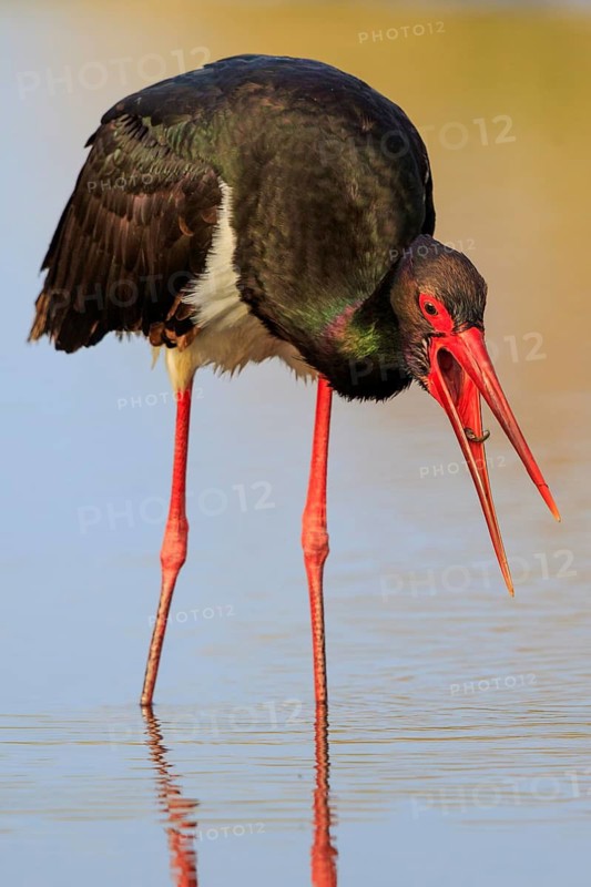 Black Stork (Ciconia nigra) foraging, Greece