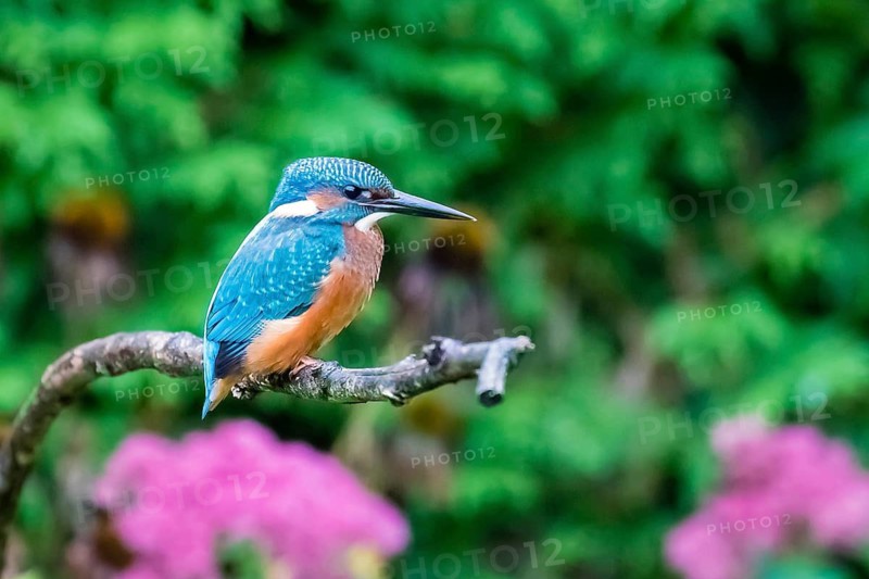 Animals, birds, kingfisher, kingfishers, habitat, perch, branch, side view, (Alcedo atthis)