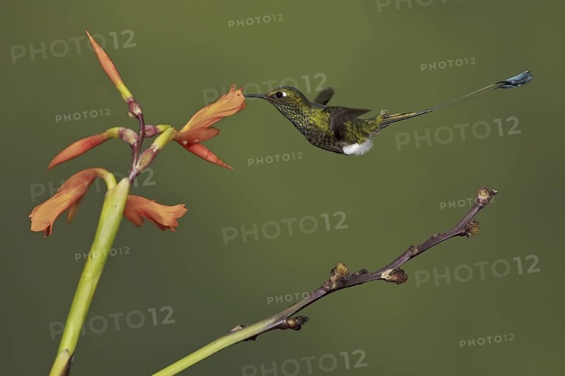 Booted Racket-tail (Ocreatus underwoodii), Ecuador