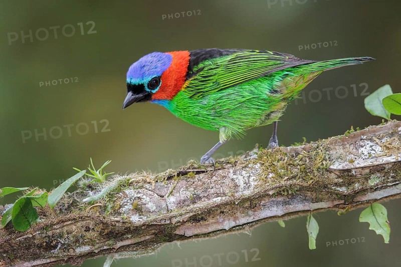 Red-necked Tanager (Tangara cyanocephala) perched on a branch in the Atlantic rainforest of southeast Brazil