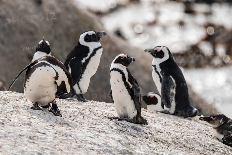 Penguin colony, spectacled penguins (Spheniscus demersus) on a rock, Boulder Beach, Western Cape, Simon's Town, South Africa