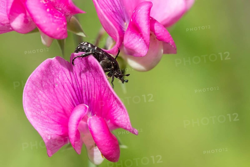 Leaf horn beetle, oxythyrea funesta, rose beetle, scarabaeidae, weeping rose beetle, white spotted rose beetle, beetle, coleoptera, insects, beetles