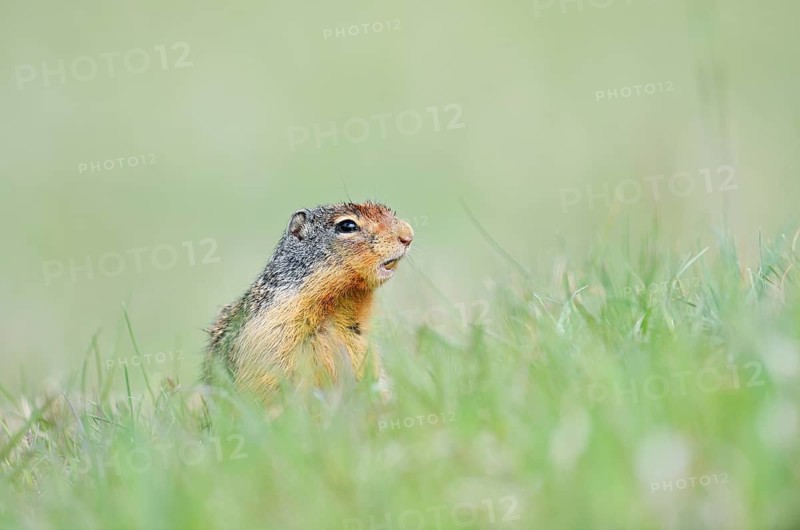 Columbia ground squirrel (Urocitellus columbianus, Spermophilus columbianus), Jasper National Park, Alberta, Canada