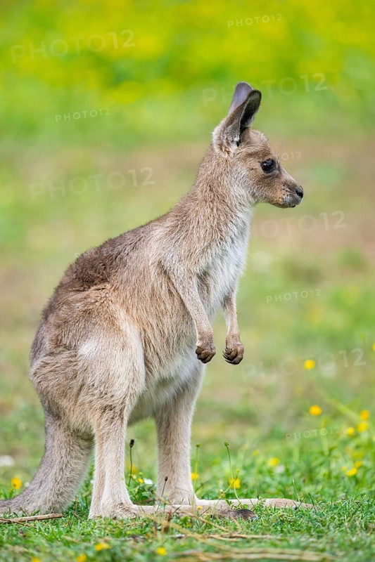 Eastern Gray Kangaroo (Macropus giganteus) youngster sitting on a meadow, captive, Germany