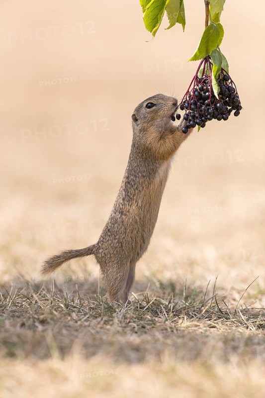 One European ground squirrel (Spermophilus citellus) or European souslik standing erected in dry grass and trying to catch some berries of European dwarf elder (Sambucus ebulus)