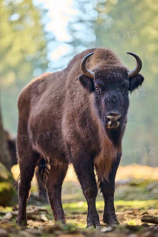 European bison (Bison bonasus) in a forest in spring, Bavarian Forest, Germany