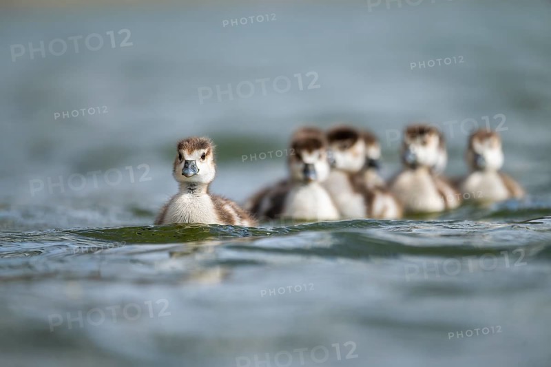 Egyptian goose (Alopochen aegyptiaca) chicks swimming on a lake, Bavaria, Germany