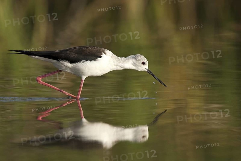 Black-winged Stilt (Himantopus himantopus), Castile-La Mancha, Spain