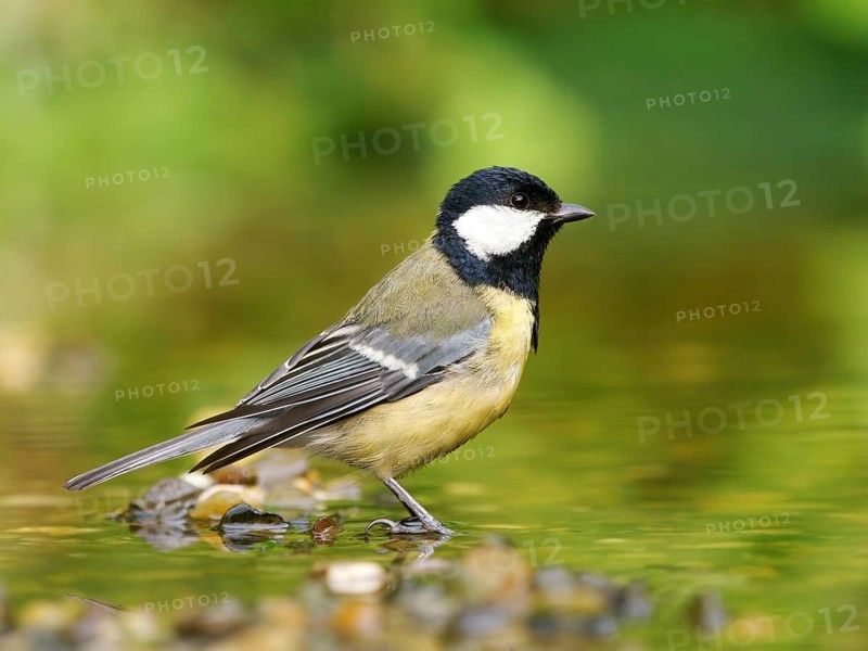 A great tit (Parus major) stands on a gravel island in shallow water, Solms, Hesse, Germany