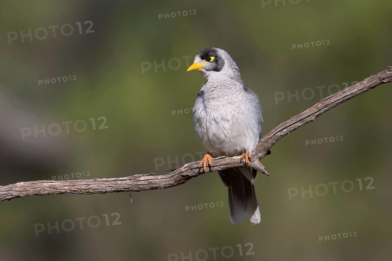 Noisy Miner (Manorina melanocephala), Victoria, Australia