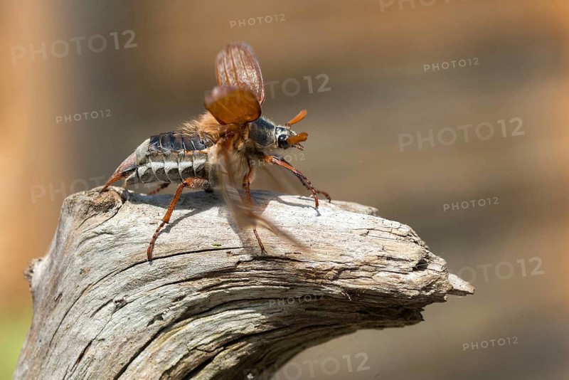 Leaf horn beetle, field may beetle, common may beetle, may bug, melolontha melolontha, scarabaeidae, beetle, cockchafer, coleoptera, doodlebug, flying, flight, insects, beetles