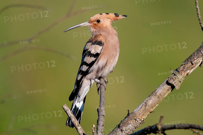 Brandenburg, Germany, hoopoe, Nabu, national natural heritage, natural paradise Grünhaus, upupa epops, hoopoe, post-mining landscape, birds, green house, high size, portrait format, upupidae, birds