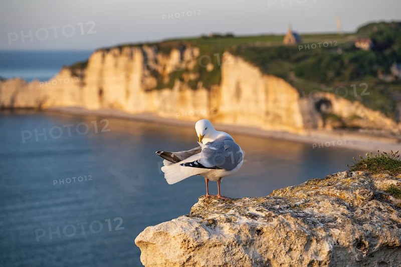 A herring gull (Larus argentatus) preens its plumage on a chalk cliff of the Falaise d'Aval rock formation near Étretat, English Channel, Alabaster Coast, La Côte d'Albâtre, chalk cliffs, Seine-Maritime, Normandy, France