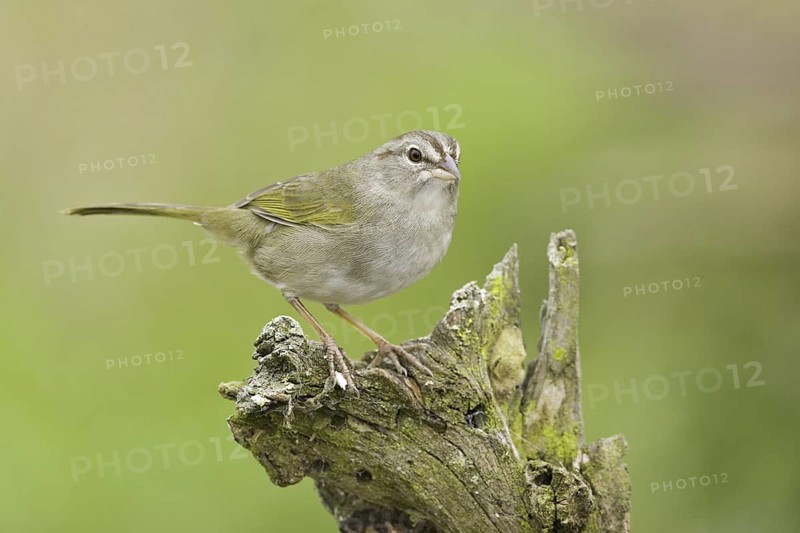 Olive Sparrow (Arremonops rufivirgatus), Texas, USA