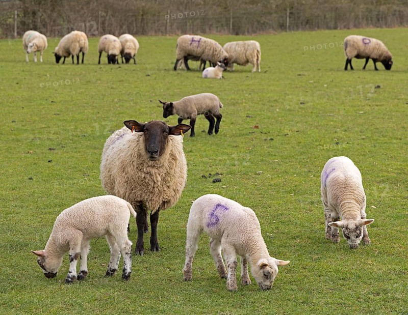 Sheep, lambs, sheep pasture, public footpath, Moreton-in-Marsh, Cotswolds, England, Great Britain