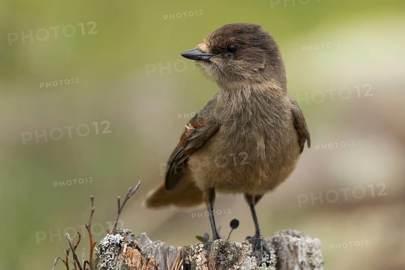 Siberian Jay (Perisoreus infaustus), Dalarna, Sweden