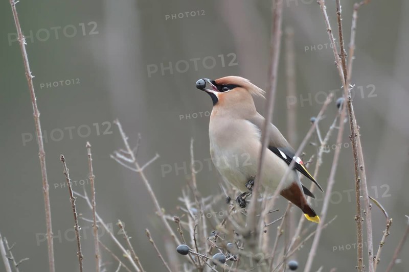 Bohemian Waxwing (Bombycilla garrulus) feeding on berries, North Rhine-Westphalia, Germany