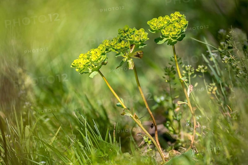 Euphorbia Helioscopia, Euphorbiaceae, Solstice Milkweed, Milkweed, Flora, Plants, Plants, Sun Spurge