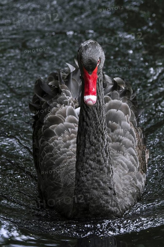 Black swan (Cygnus atratus) (Anas atrata) swimming in pond, large waterbird native to Australia