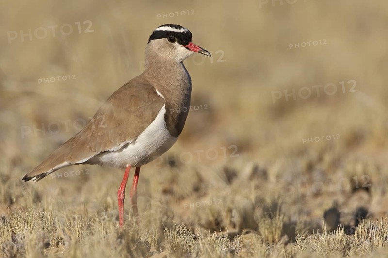 Crowned Lapwing (Vanellus coronatus), Northern Cape, South Africa