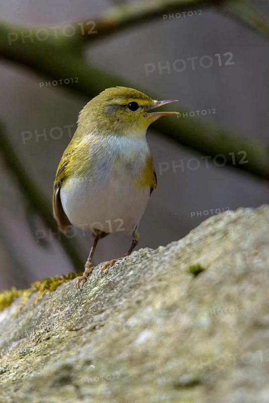 Phylloscopus sibilatrix, woodwarbler, birds, high size, portrait format, passeri, songbirds, songbirds, birds
