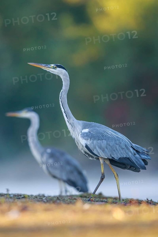 Grey Heron (Ardea cinerea) in a threathening posture, North Rhine-Westphalia, Germany
