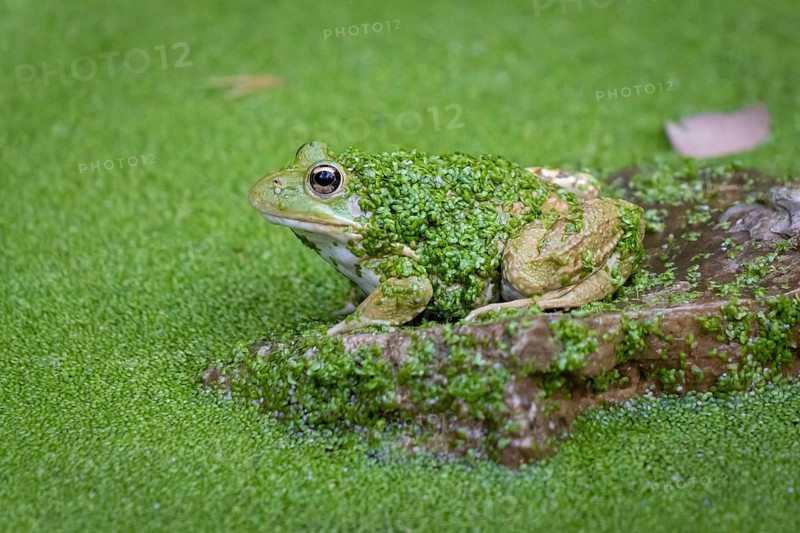 A toad sits in a pond on a rock in Majorca in the La Reserva nature park Park, La Reserva Park, Majorca, Spain