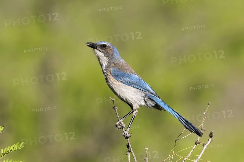 Woodhouse’s Scrub-Jay Aphelocoma woodhouseii Portal, Cochise County, Arizona, United States 25 May Adult Corvidae Formerly Western Scrub-Jay (Aphelocoma californica nevadae)