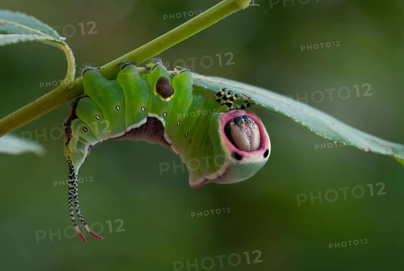 Cerura vinula, forktail, large forktail, notodontidae, puss moth, toothmoth, butterfly, camouflage, inchworm, insects, moths, moths, moths, moths, caterpillar, butterfly, camouflage