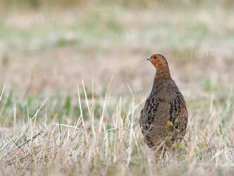 Partridge (Perdix perdix), an alert cock on a mown meadow, Solms, Hesse, Germany