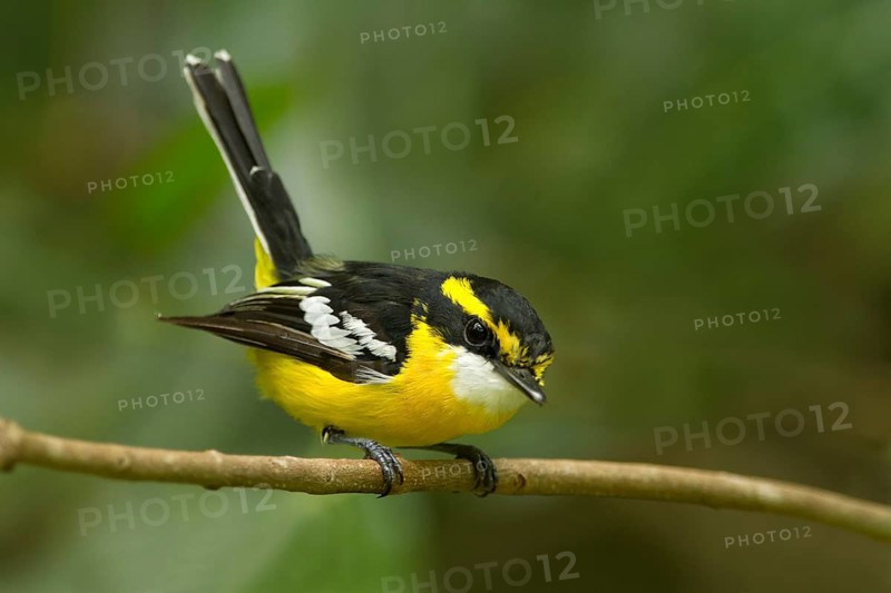 Yellow-breasted Boatbill (Machaerirhynchus flaviventer secundus) male, Queensland, Australia