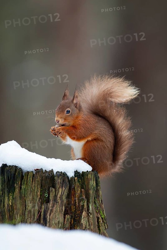 Red squirrel (Sciurus vulgaris) adult animal feeding on a nut on a tree stump covered in snow in winter, Scotland, United Kingdom