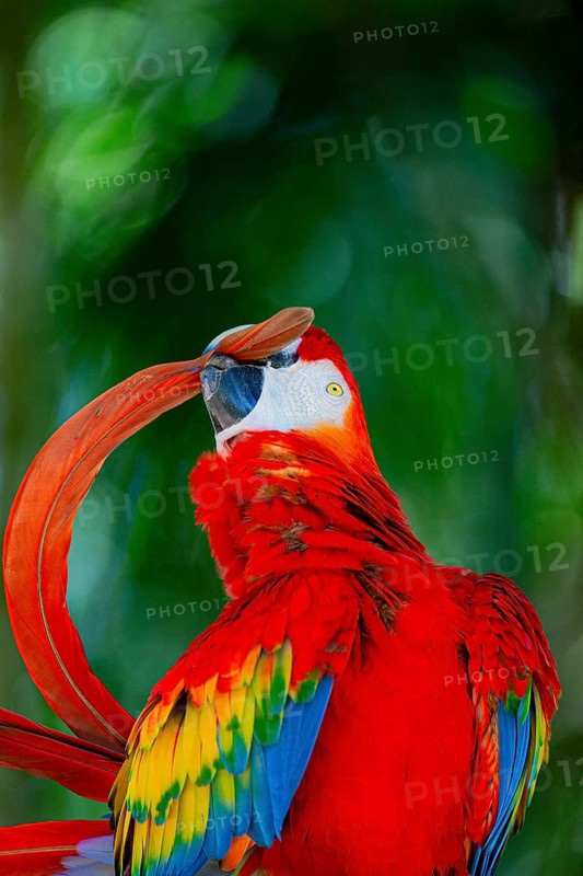 Scarlet Macaw (Ara Macao) Pantanal Brazil