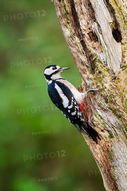 Great spotted woodpecker (Dendrocopos major) sitting on an old wrotten tree trunk in late summer, Bavaria, Germany